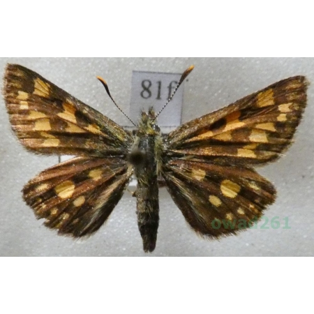 Carterocephalus palaemon (Pallas, 1771) Kosternik palemon Czech81f